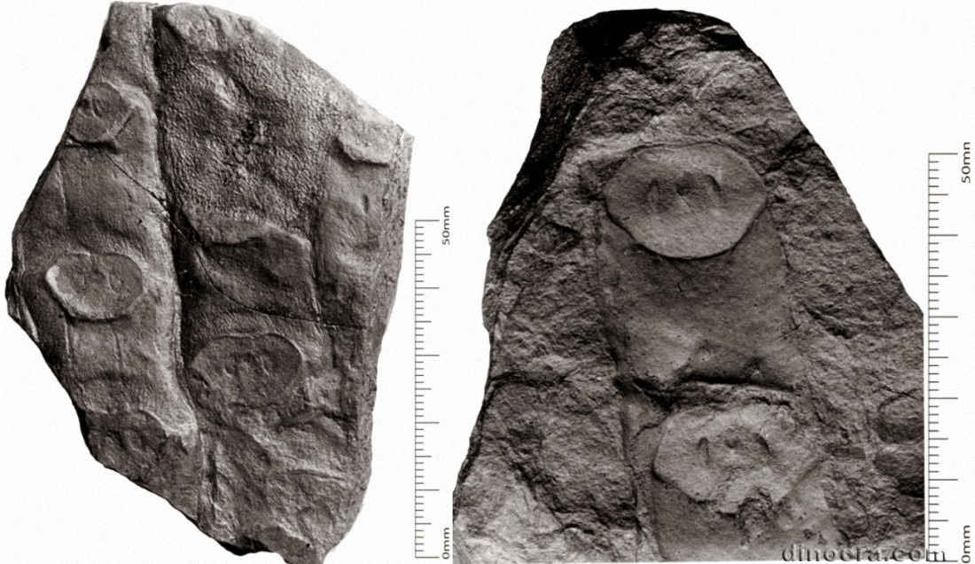 Sigillaria transversalis 01-02 cc