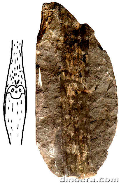 Sigillaria youngiana 01-02 cc