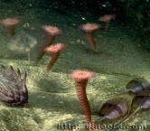 Cambrian sea with archaeocyatha