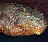 Парарептилии