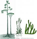 Lycopodiophyta