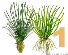Isoetaceae 1