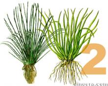 Isoetaceae 2