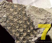 cyclostigmaceae