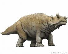 Bunostegos akokanensis
