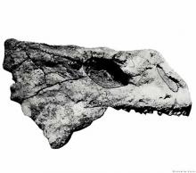Nochelesaurus