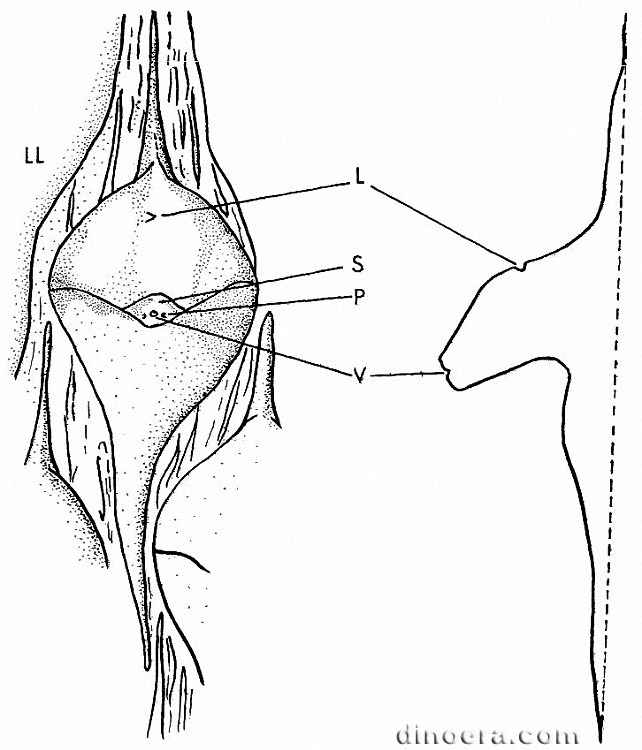 Sublepidophloios Sublepidophloios 01 leaf base cc