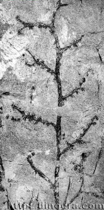 Thrinkophyton formosum