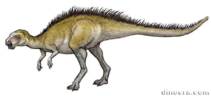 Tianyulong confuciusi 02 cc