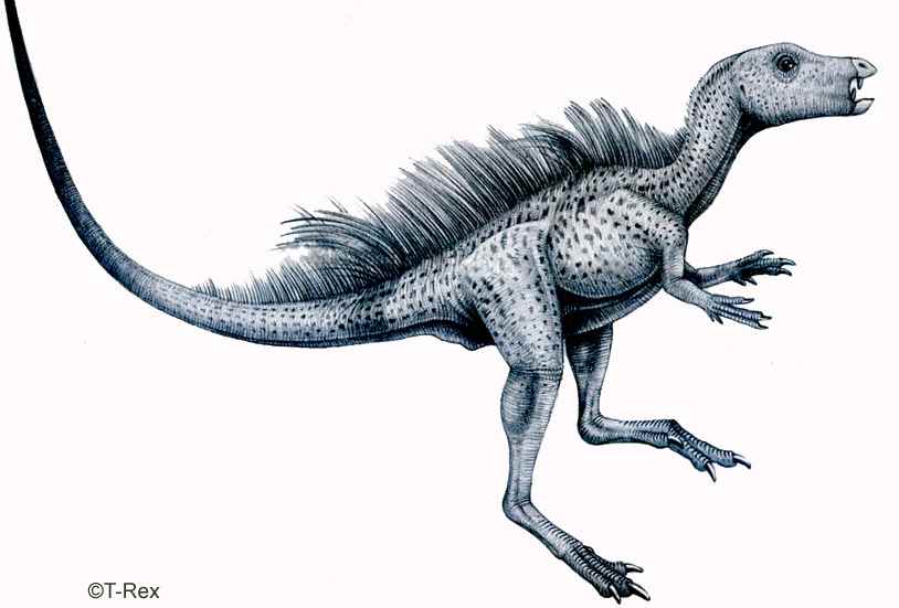 Tianyulong confuciusi 05 by T-PEKC cc