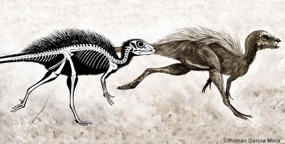 Tianyulong confuciusi 19 by Roman Garcia Mora cc