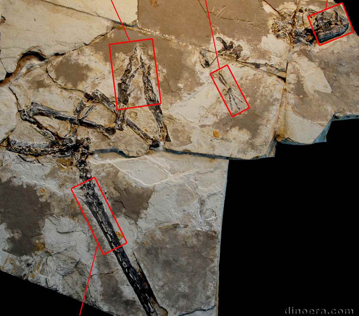 Tianyulong confuciusi 40 cc