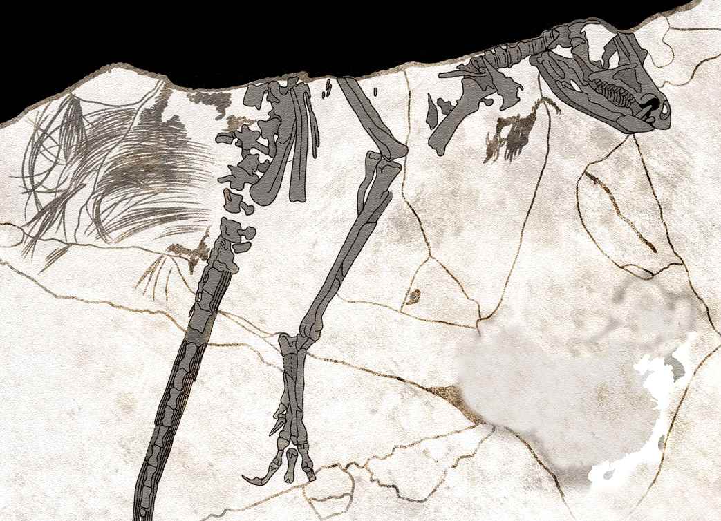 Tianyulong confuciusi 42 cc