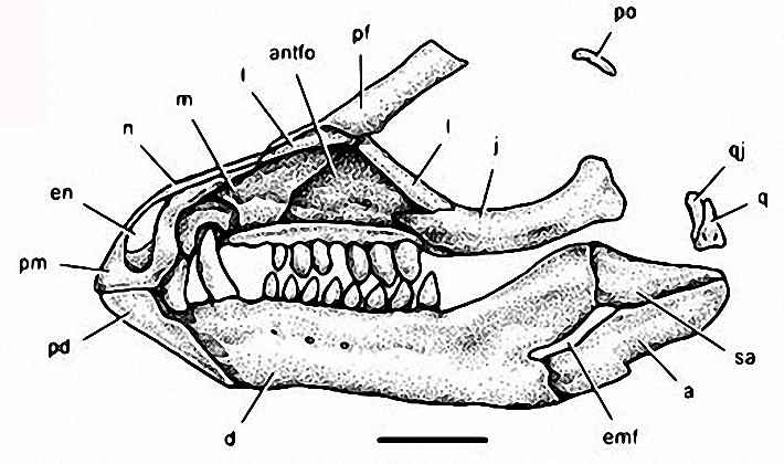 Tianyulong confuciusi 59 cc