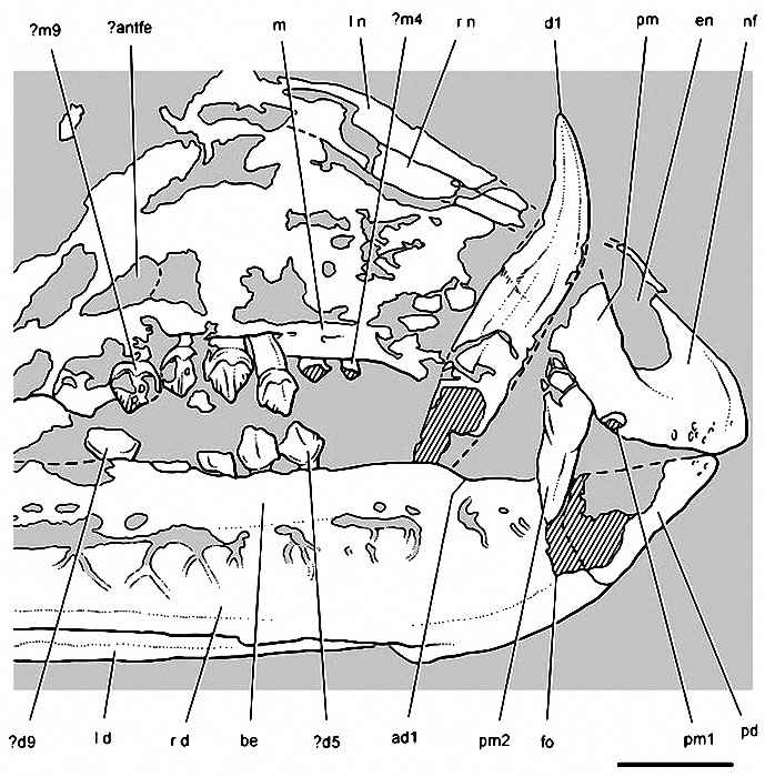 Tianyulong confuciusi 61 cc