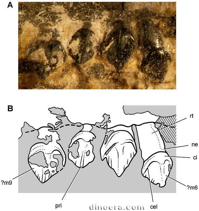 Tianyulong confuciusi 62 cc