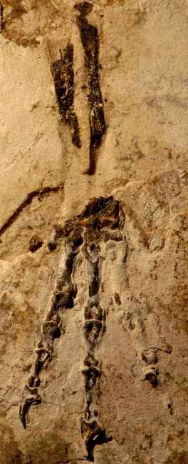 Tianyulong confuciusi 63 cc