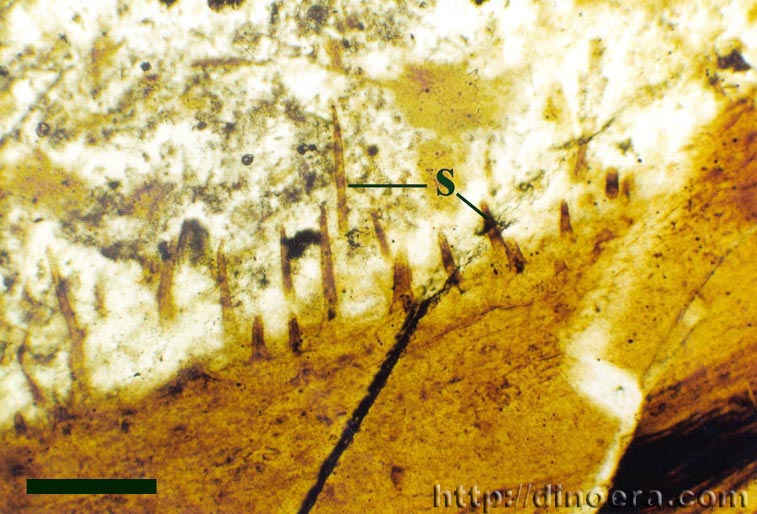 Trichopherophyton