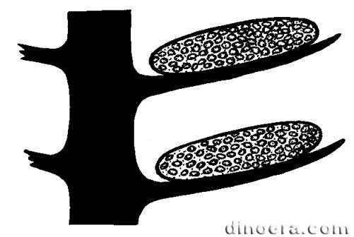 Tulastrobus pusillus 01 cc