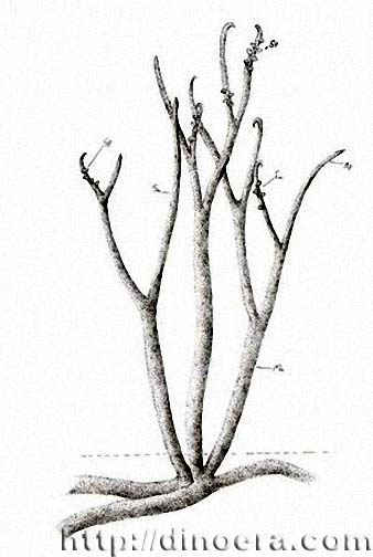 Ventarura lyonii