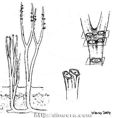 Ventarura lyonii