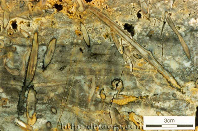 Ventarura lyonii