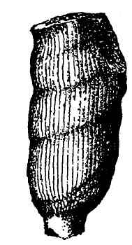 Ventriculocyathus caulius