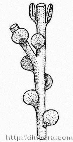 Wenshania zhichangensis
