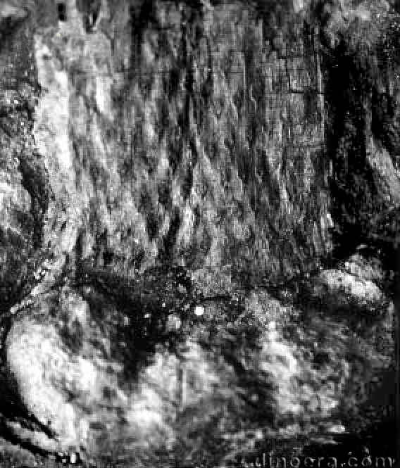 Wexfordia hookense 01 cc