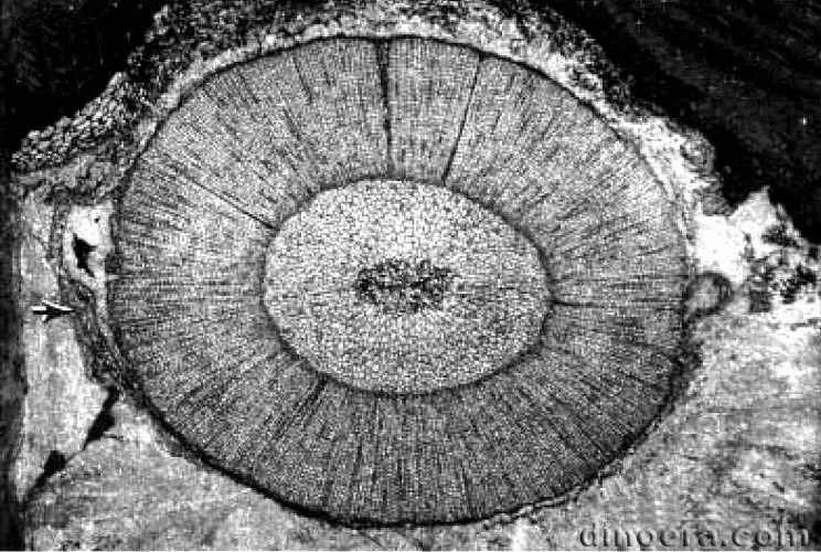 Wexfordia hookense 02 cc