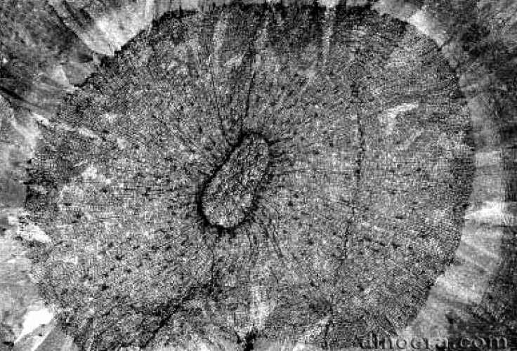 Wexfordia hookense 03 cc