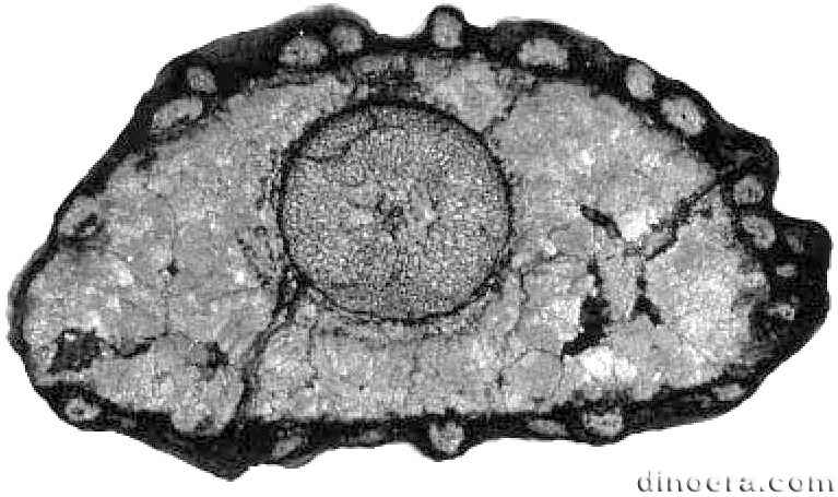 Wexfordia hookense 04 cc