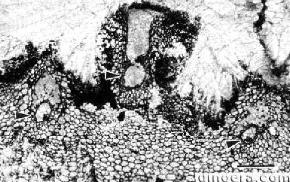 Wexfordia hookense 05 cc