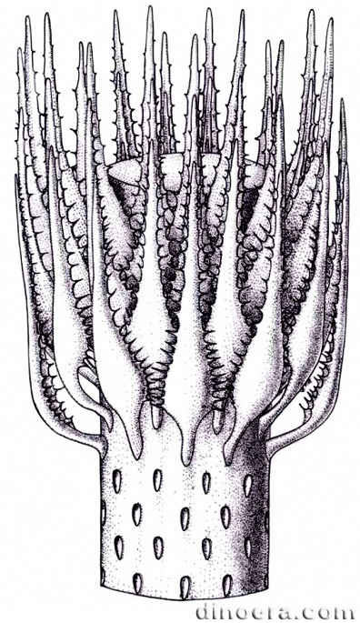 Yuguangia ordinata 01 cc