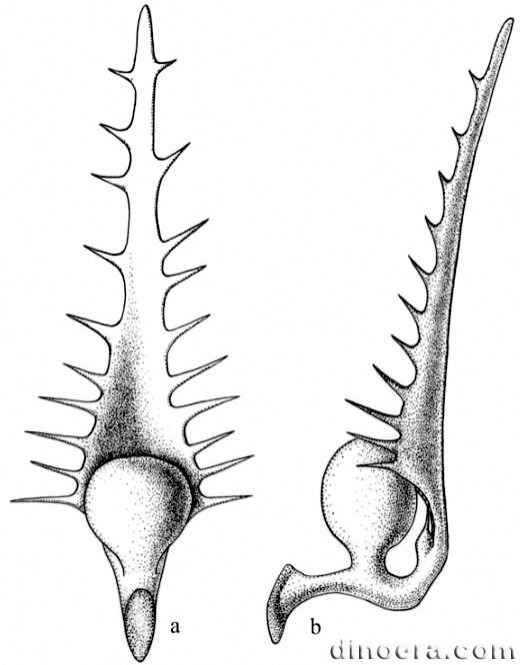 Yuguangia ordinata 02 cc