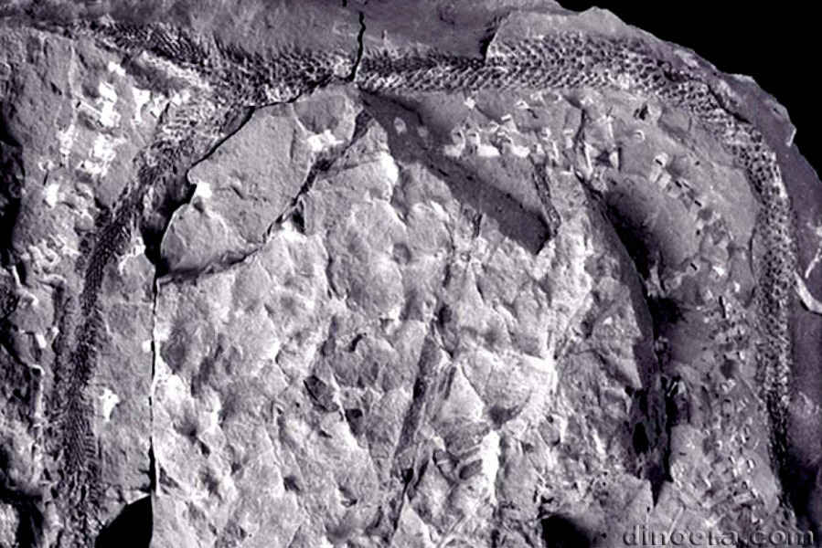 Yuguangia ordinata 03 cc