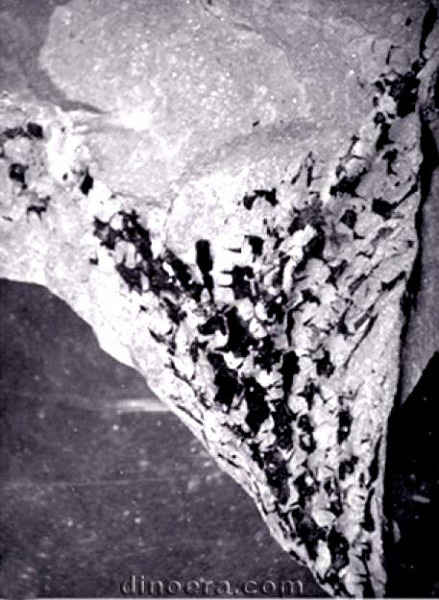 Yuguangia ordinata 04 cc