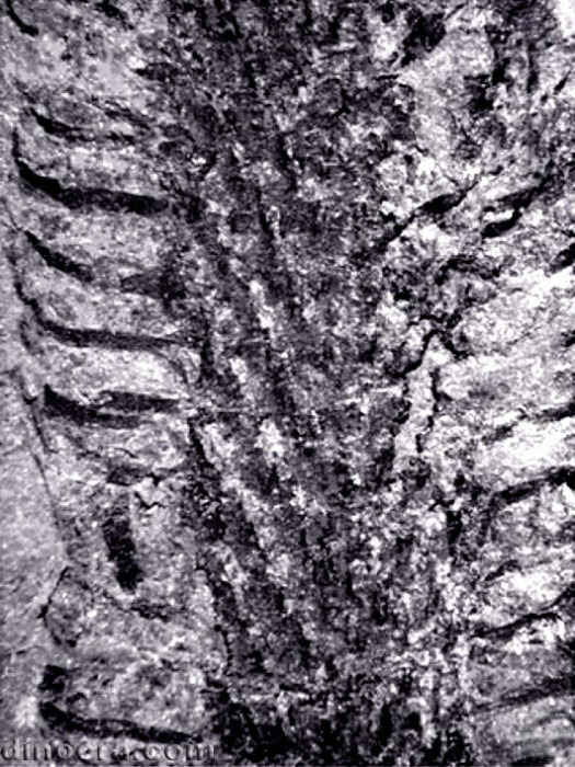 Yuguangia ordinata 05 cc