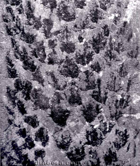 Yuguangia ordinata 06 cc