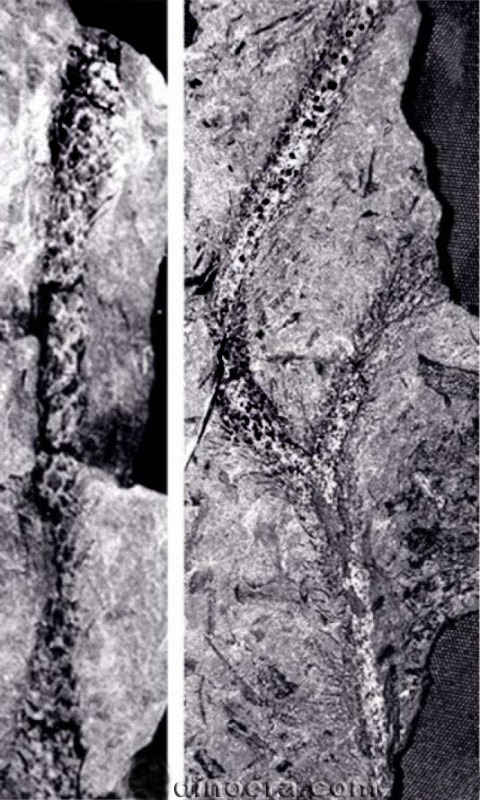 Yuguangia ordinata 07 cc