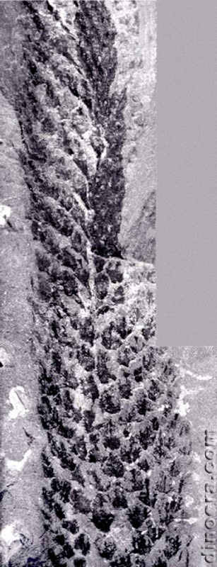 Yuguangia ordinata 08 cc