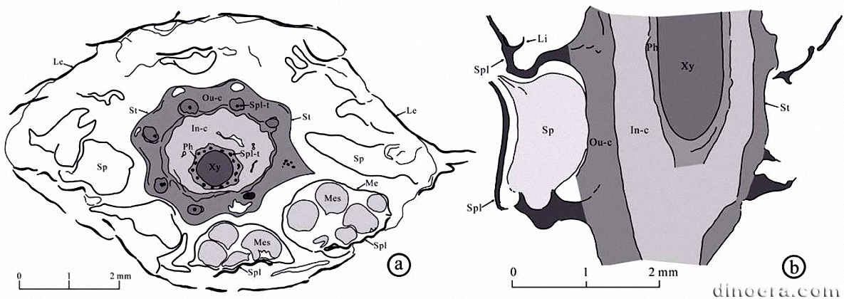 Yuguangia ordinata 09 cc