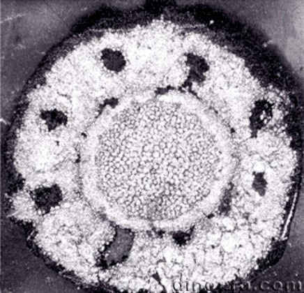 Yuguangia ordinata 10 cc