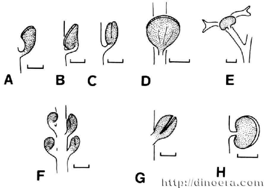 zosterophyllopsida sporangia