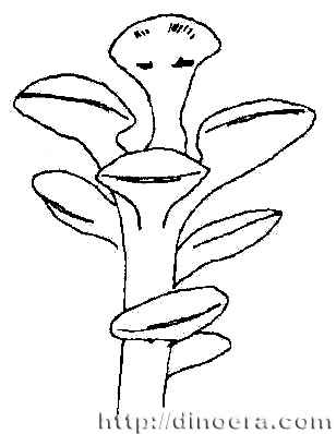 Zosterophyllum minutum
