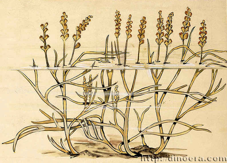 Zosterophyllum